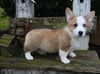 AKC Registered Welsh Corgi For Sale Millersburg OH Male-Jace