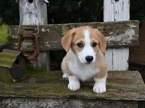AKC Registered Welsh Corgi For Sale Millersburg OH Male-Floppsy