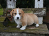 AKC Registered Welsh Corgi For Sale Millersburg OH Male-Floppsy