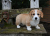 AKC Registered Welsh Corgi For Sale Millersburg OH Male-Floppsy