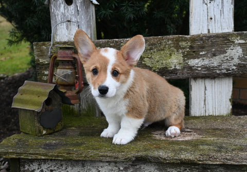 AKC Registered Welsh Corgi For Sale Millersburg OH Male-Bingo