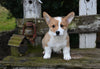 AKC Registered Welsh Corgi For Sale Millersburg OH Male-Bingo