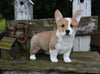 AKC Registered Welsh Corgi For Sale Millersburg OH Male-Bingo