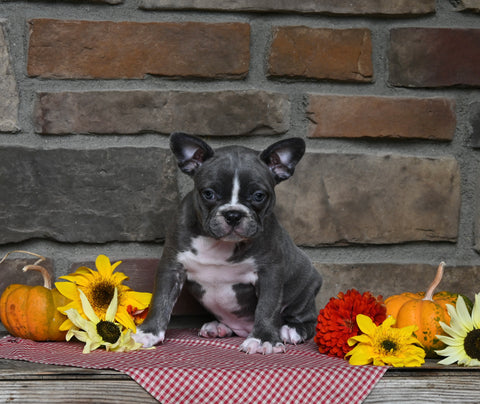 Frenchton For Sale Millersburg OH Female-Queenie