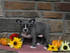 Frenchton For Sale Millersburg OH Female-Queenie