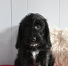 Beagle/Mini Poodle For Sale Millersburg OH Female-Priscilla