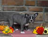 Frenchton For Sale Millersburg OH Female-Queenie