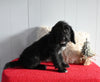 Beagle/Mini Poodle For Sale Millersburg OH Female-Priscilla