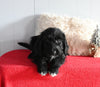 Beagle/ Mini Poodle For Sale Millersburg OH Female-Pauline