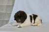 Newfoundland For Sale Sugarcreek OH Male-Oliver