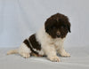 Newfoundland For Sale Sugarcreek OH Male-Oliver