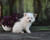 Pomeranian For Sale Sugarcreek OH Female-Pixie