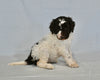 AKC Registered Standard Poodle For Sale Sugarcreek OH Female-Amy