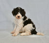 AKC Registered Standard Poodle For Sale Sugarcreek OH Female-Alice