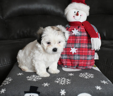 Malshi For Sale Applecreek OH Female-Oakley