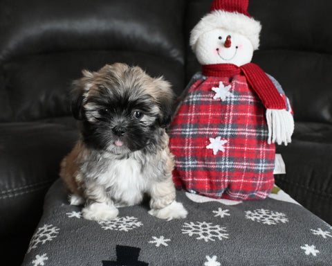 Malshi For Sale Applecreek OH Male-Dasher