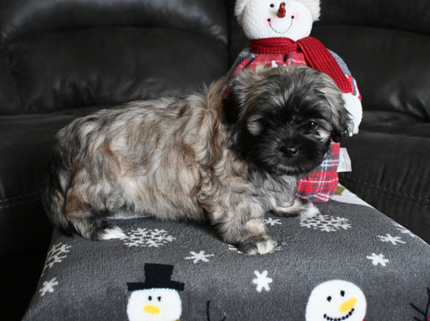 Malshi For Sale Applecreek OH Male-Maverick