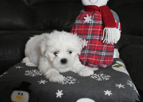 Malshi For Sale Applecreek OH Male-Captain