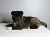 AKC Registered Akita For Sale Millersburg OH Male-Apollo