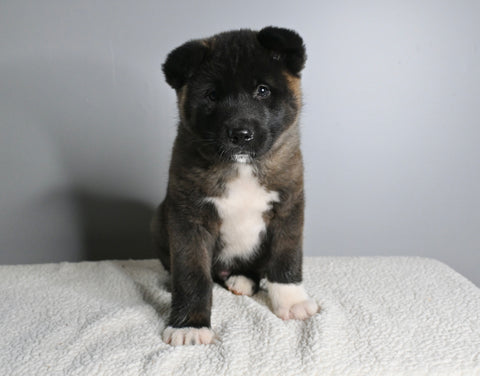 AKC Registered Akita For Sale Millersburg OH Male-Apollo