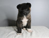 AKC Registered Akita For Sale Millersburg OH Male-Apollo
