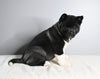 AKC Registered Akita For Sale Millersburg OH Male-Atticus
