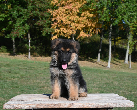AKC Registered German Shepherd For Sale Millersburg OH Male-Carson