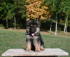 AKC Registered German Shepherd For Sale Millersburg OH Male-Carson