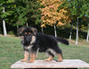 AKC Registered German Shepherd For Sale Millersburg OH Male-Carson