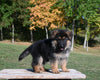 AKC Registered German Shepherd For Sale Millersburg OH Male-Carson