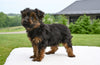 Yorkshire Terrier For Sale Baltic OH-Porter