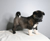 AKC Registered Akita For Sale Millersburg OH Male-Alfie