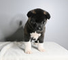 AKC Registered Akita For Sale Millersburg OH Male-Alfie