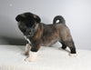 AKC Registered Akita For Sale Millersburg OH Male-Alfie