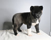 AKC Registered Akita For Sale Millersburg OH Female-Asha
