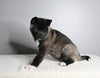AKC Registered Akita For Sale Millersburg OH Female-Asha