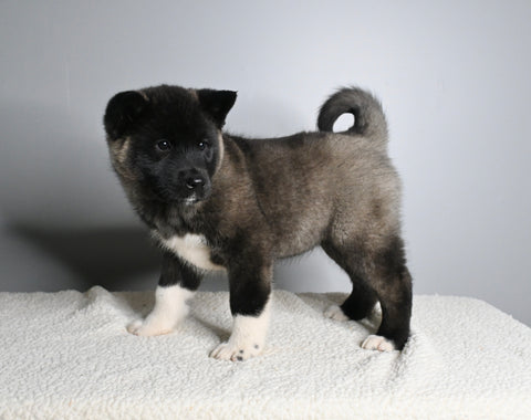 AKC Registered Akita For Sale Millersburg OH Female-Agnes