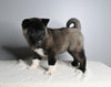 AKC Registered Akita For Sale Millersburg OH Female-Agnes