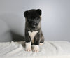 AKC Registered Akita For Sale Millersburg OH Female-Agnes
