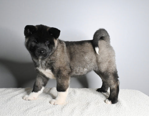 AKC Registered Akita For Sale Millersburg OH Female-Avery
