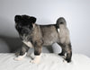 AKC Registered Akita For Sale Millersburg OH Female-Avery