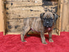 Boxer/Bulldog For Sale Fredericksburg OH Female-Bella