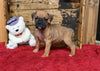 Boxer/Bulldog For Sale Fredericksburg OH Male-Barney