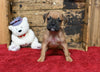 Boxer/Bulldog For Sale Fredericksburg OH Male-Barney