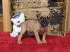 Boxer/Bulldog For Sale Fredericksburg OH Male-Barney