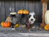Micro Mini Bernedoodle For Sale Millersburg OH Female-Honey
