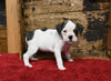 Boxer/Bulldog For Sale Fredericksburg OH Female-Brandy