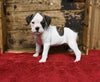 Boxer/Bulldog For Sale Fredericksburg OH Female-Brandy