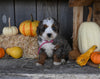 Micro Mini Bernedoodle For Sale Millersburg OH Female-Honey