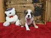 Boxer/Bulldog For Sale Fredericksburg OH Male-Boo